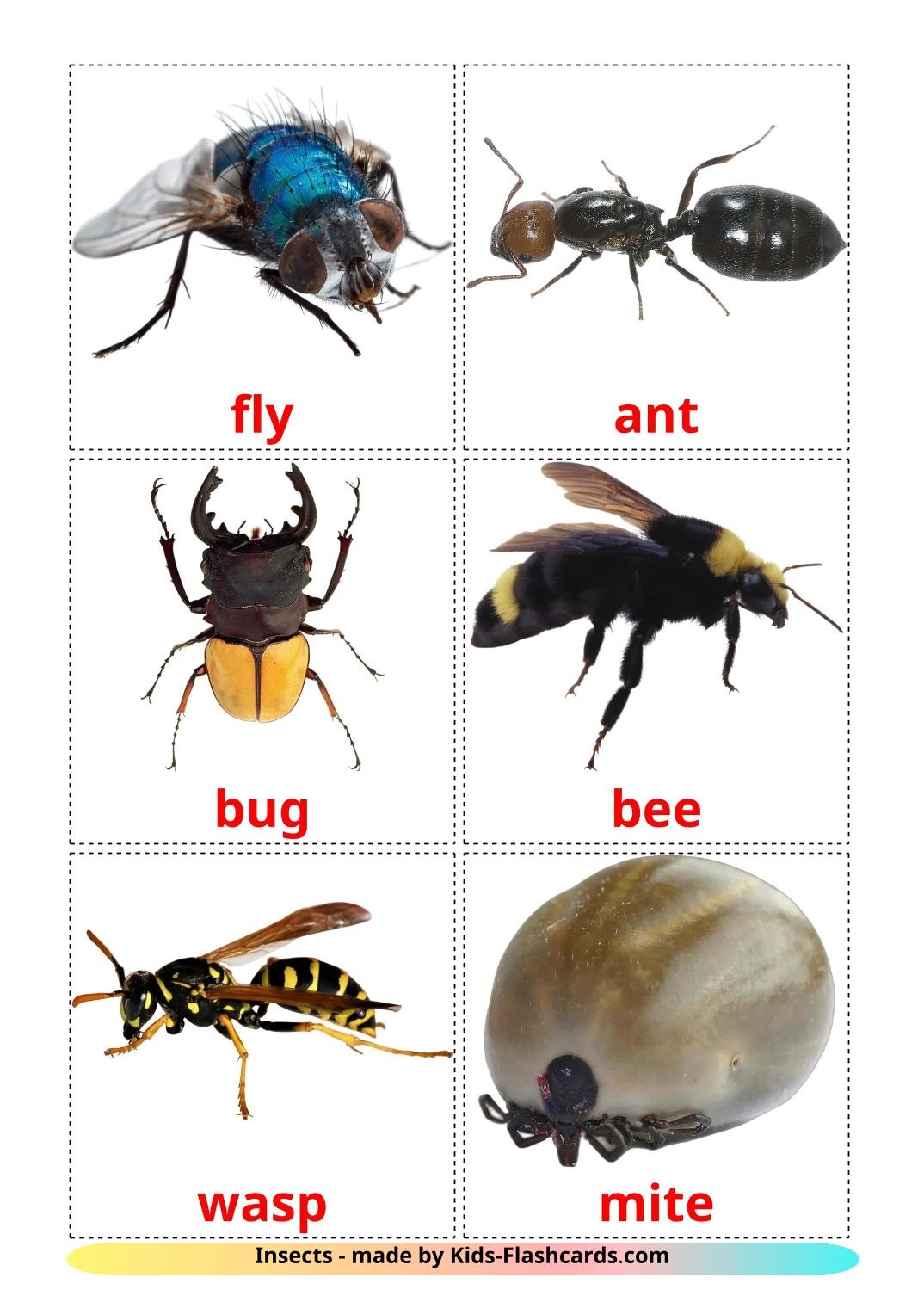 insects pictures printable for kids