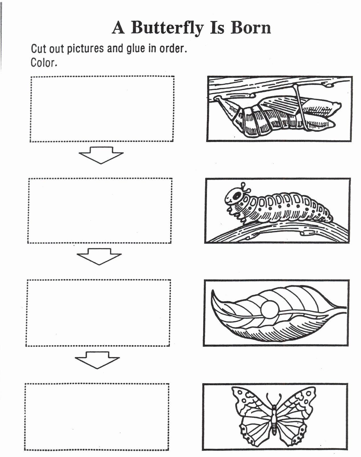 50 Butterfly Life Cycle Worksheet