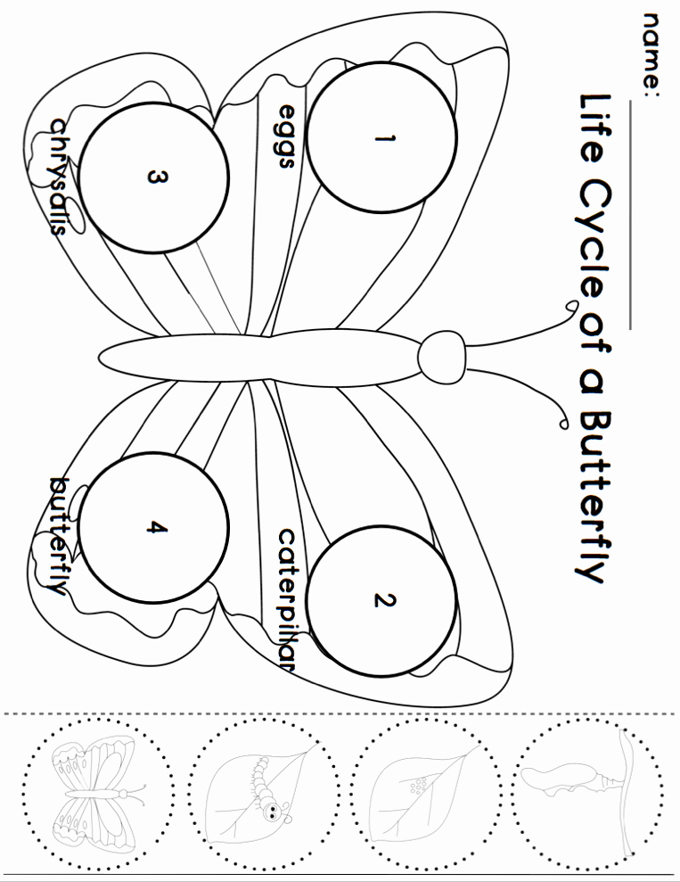 life cycle of butterfly worksheet