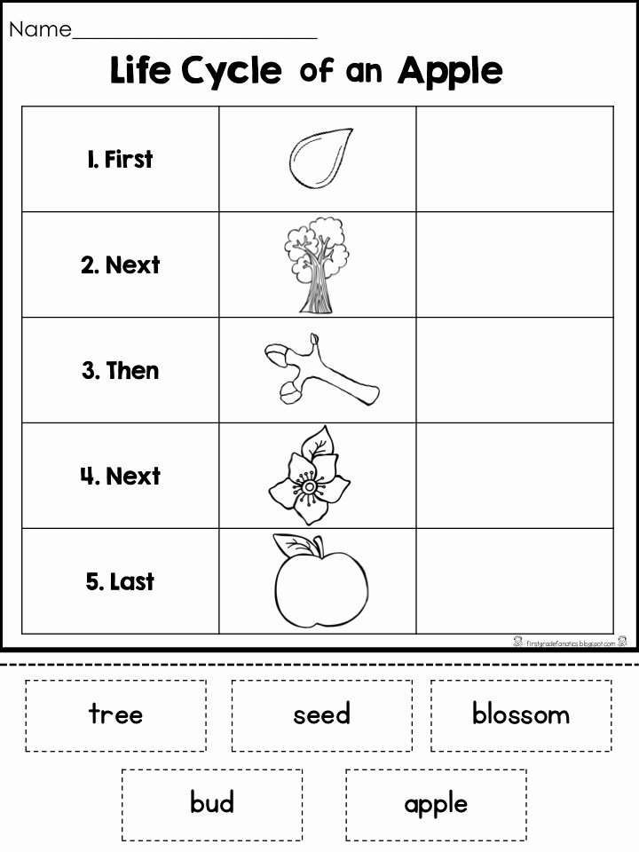 parts of an apple worksheet