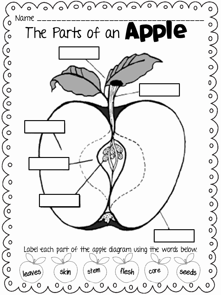 50 Parts Of An Apple Worksheet
