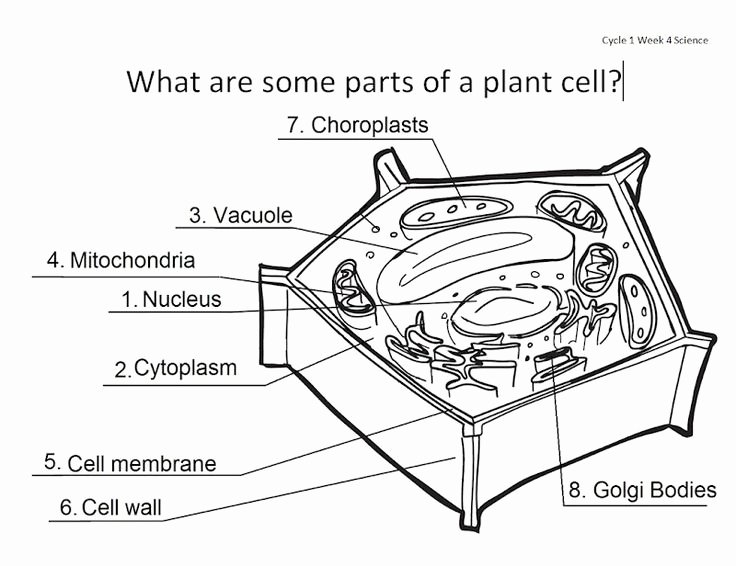 plant cell coloring worksheet
