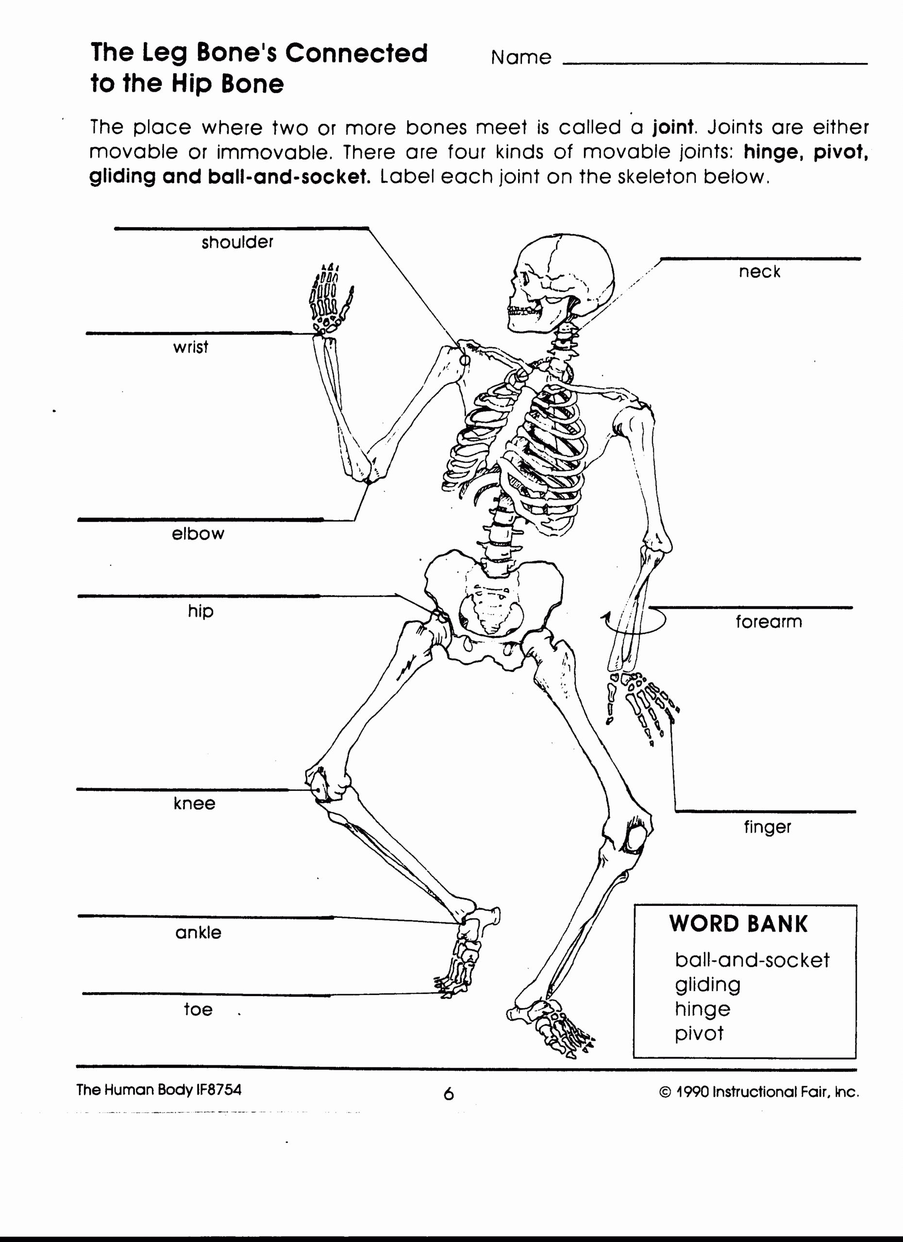 50 Skeletal System Labeling Worksheet Pdf Chessmuseum Template Library