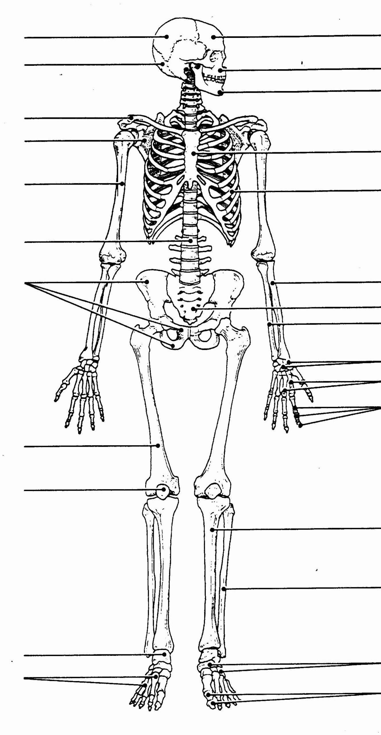 50 Skeletal System Labeling Worksheet Pdf Chessmuseum Template Library