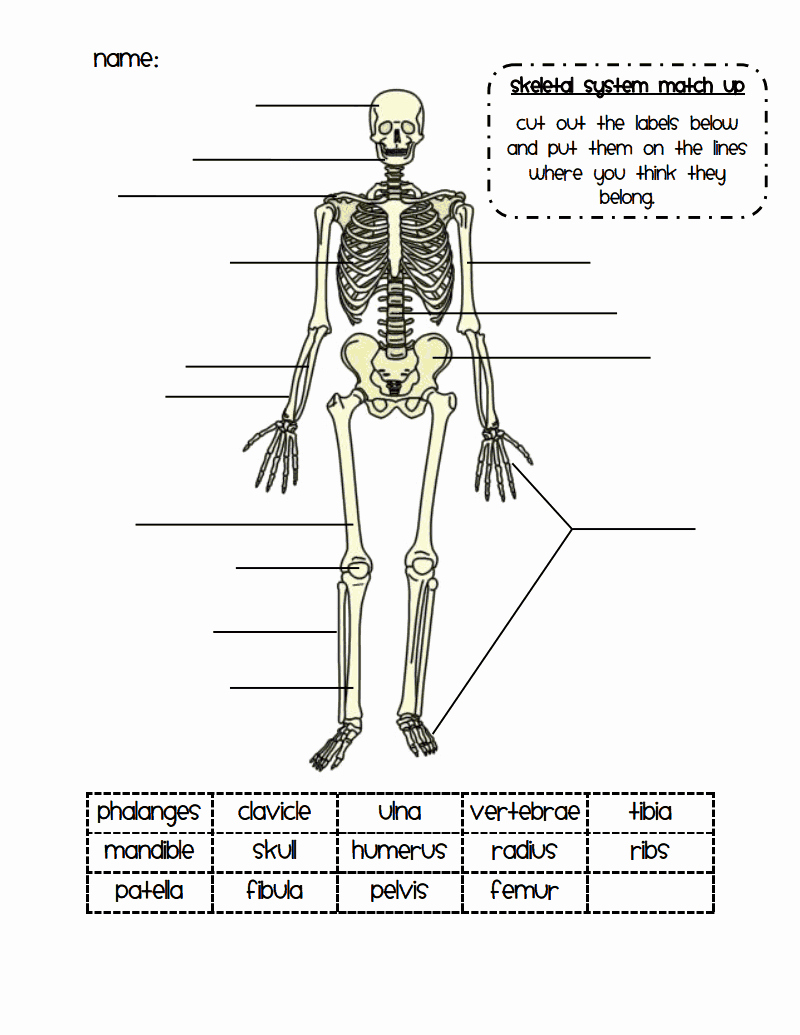 50 Skeletal System Labeling Worksheet Pdf Chessmuseum Template Library