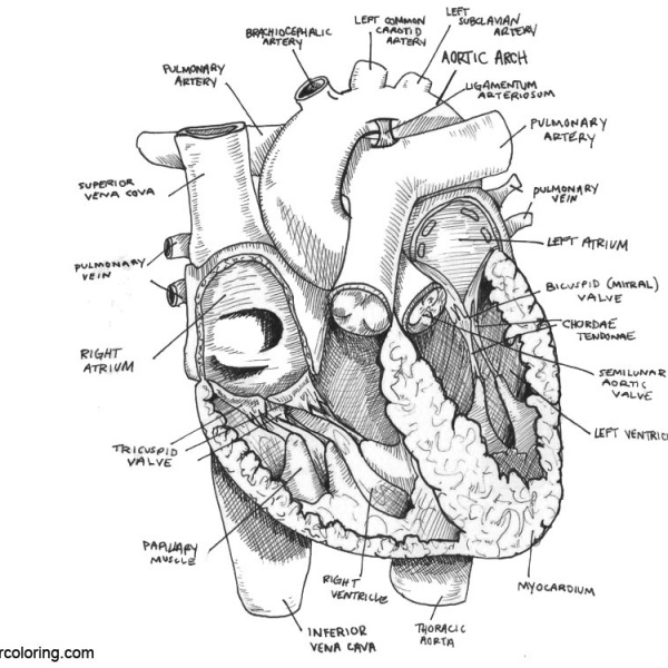 Anatomy Heart Coloring Pages Free Printable Coloring Pages