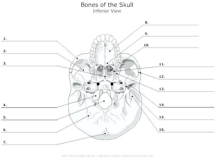 skull labeling worksheet