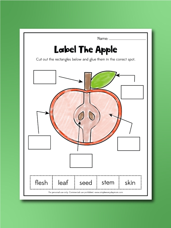 Apple Anatomy STEMSpark LLC Worksheets Library
