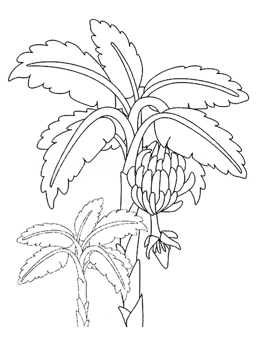Banana Tree Coloring Pages