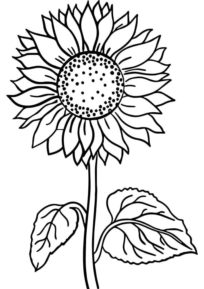 Beautiful Sunflower Coloring Page Free Printable Coloring Pages For Kids
