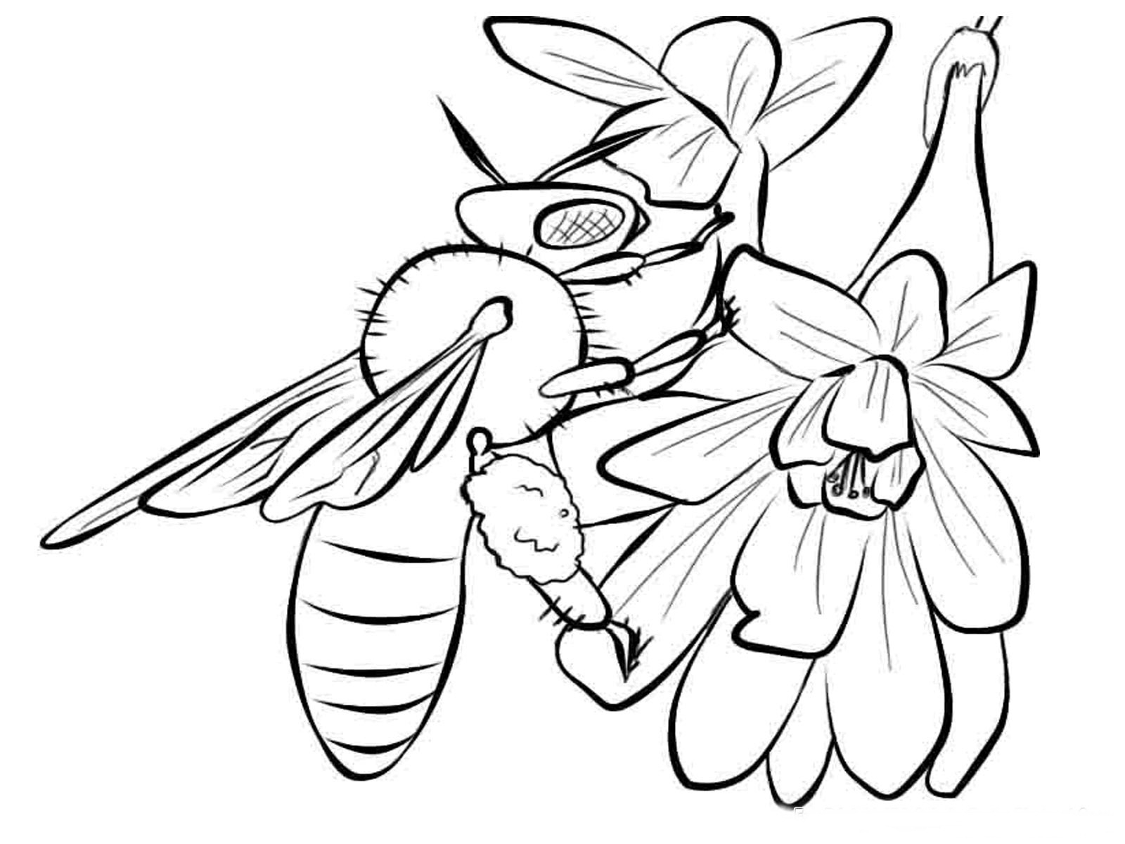 Bees Coloring Pages Realistic Realistic Coloring Pages