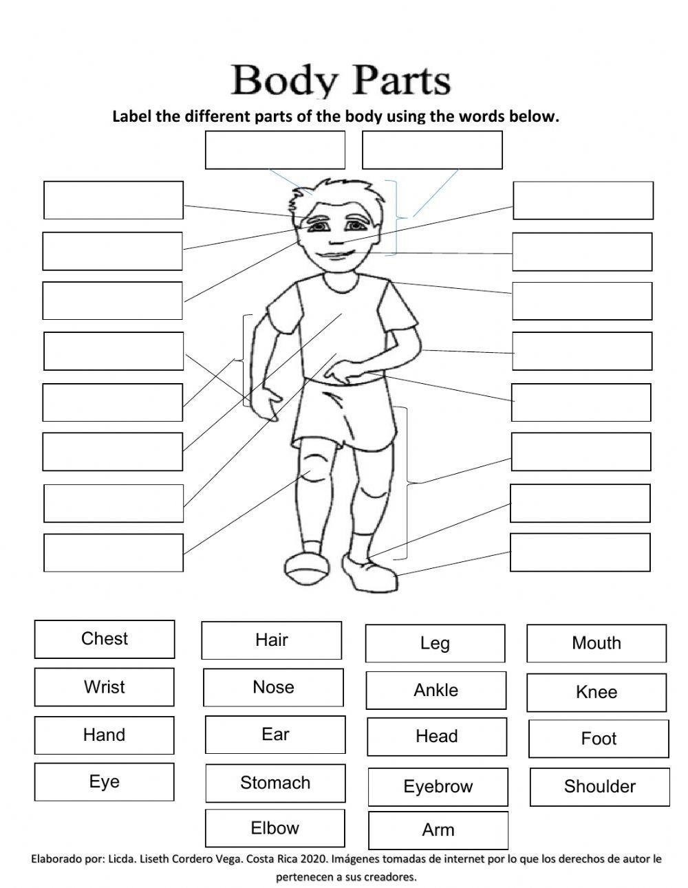 printable worksheets body parts worksheet