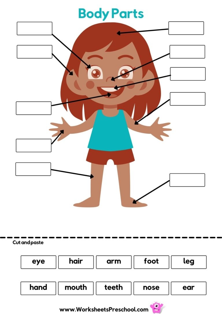 Body Parts Preschool Worksheets 13 Free PDF Printables