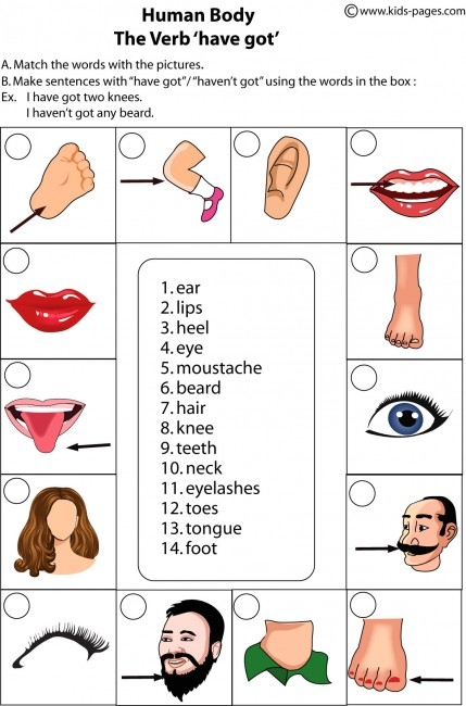 Body Parts Worksheet Pdf Scaleinternet