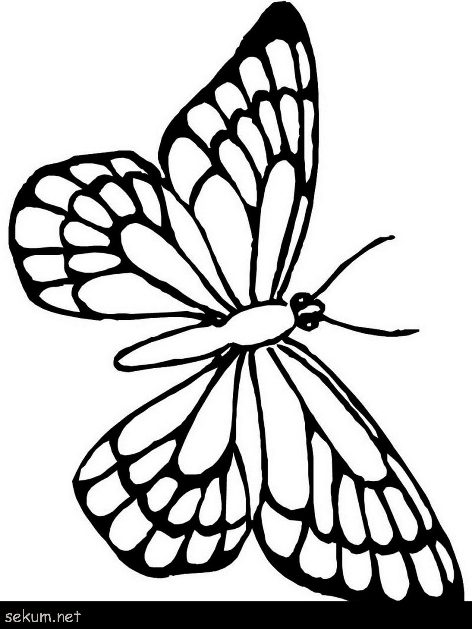 Butterfly Printable Coloring Page