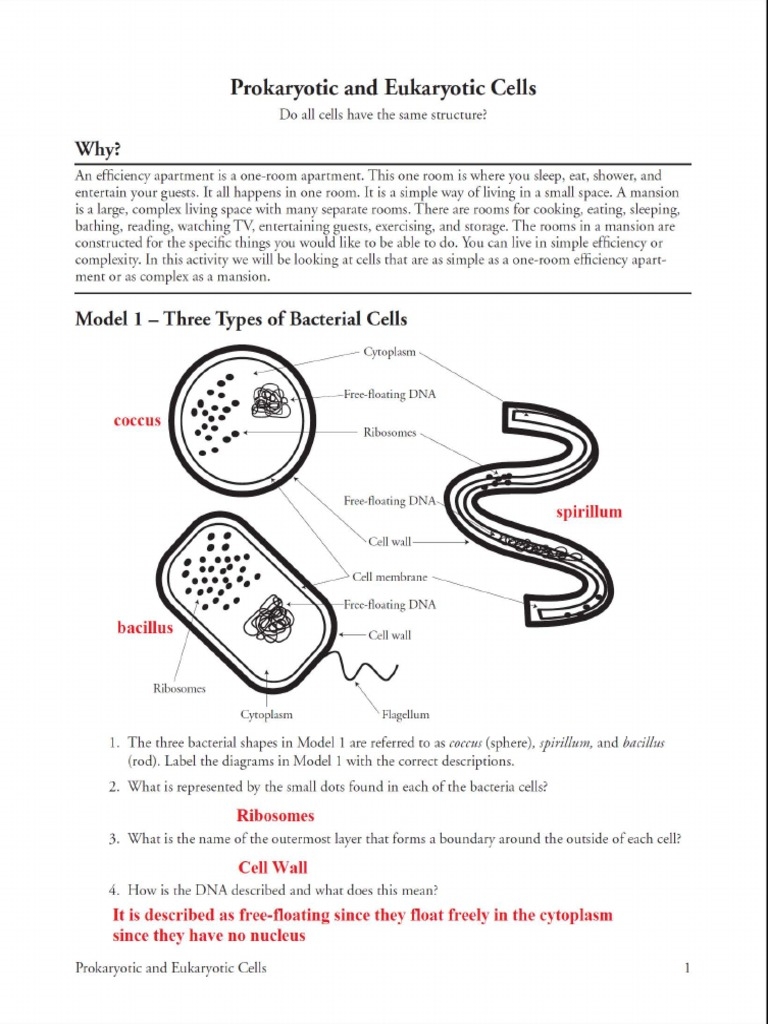 Cell Packet 1 ANSWERS 33335555 quot CCUUIUIUIUHUUWCCUiUUCCC6