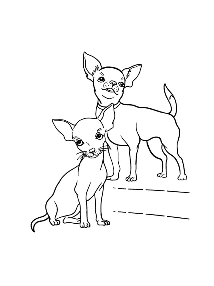 Chihuahua Coloring Pages