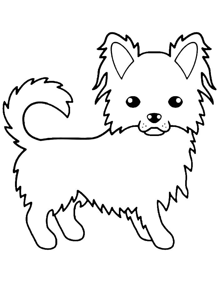 Chihuahua Coloring Pages