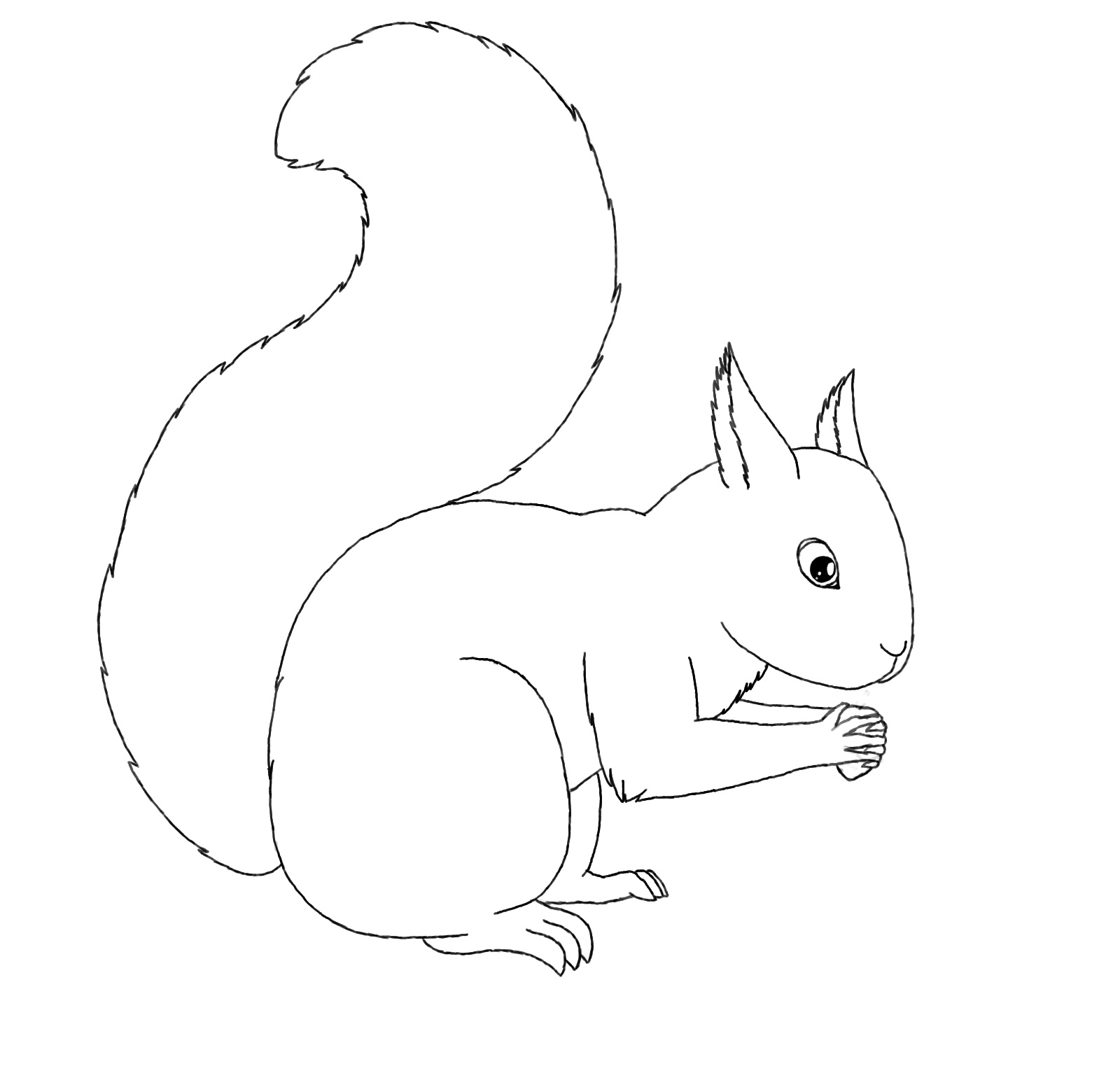 Coloring Pages Squirrel Animal Place