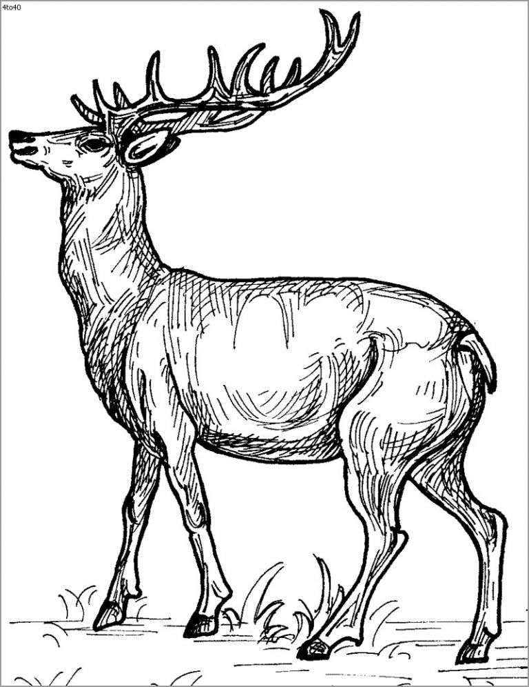 Detailed Deer Coloring Page ColoringBay