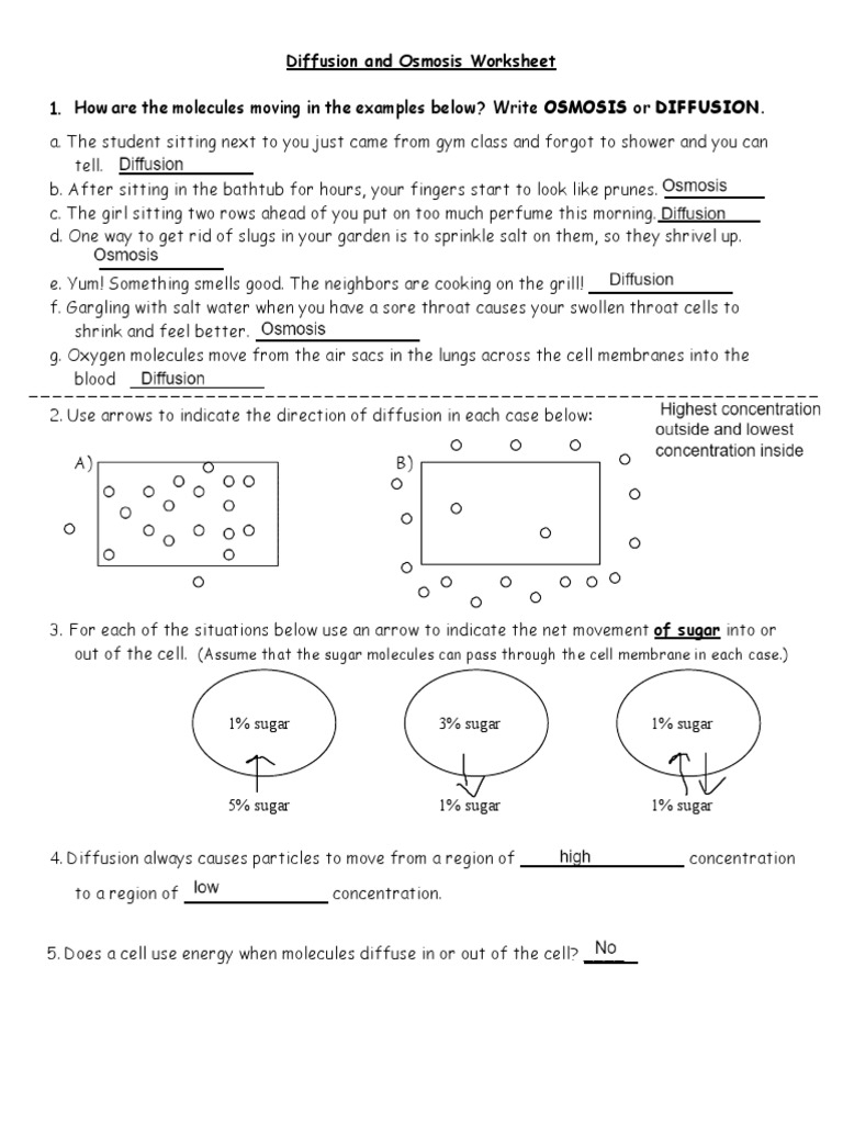 Diffusion And Osmosis Worksheet PDF Osmosis Cell Biology