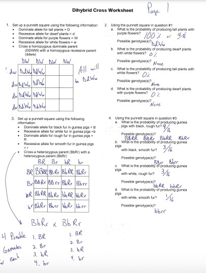 Dihybrid Cross Worksheet Answer Key Questions PDF Doc