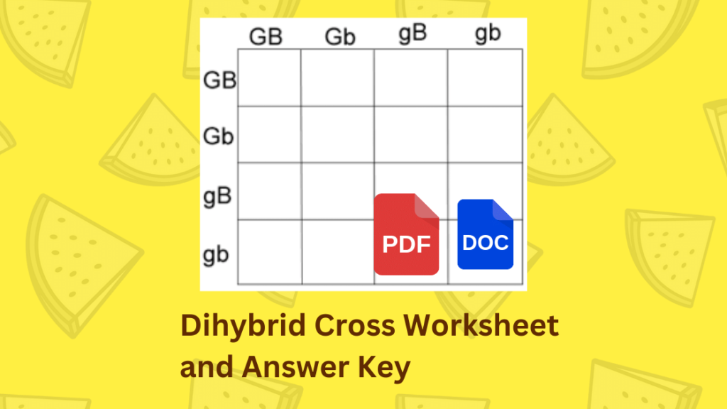 dihybrid worksheet answer key