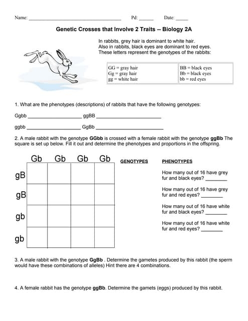 Dihybrid Cross WS PDF Worksheets Library