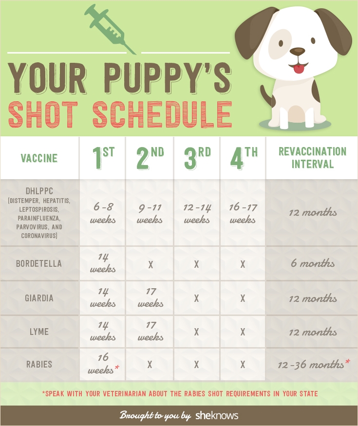 Downloadable Printable Puppy Vaccination Record Card