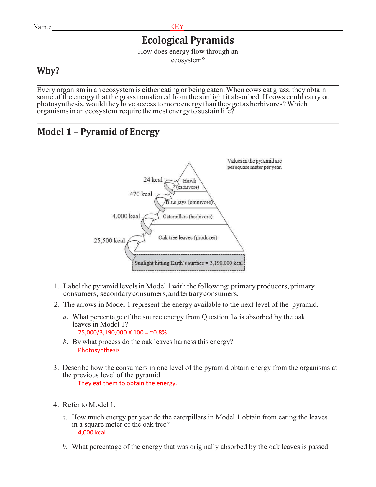 Ecological Pyramids Pogil Worksheet Answers Printable Calendars AT A