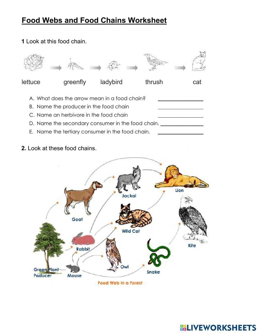 Food Chain And Food Web Interactive Worksheet Live Worksheets 