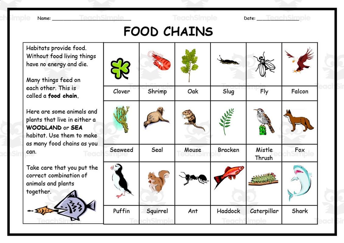 food chain web worksheet