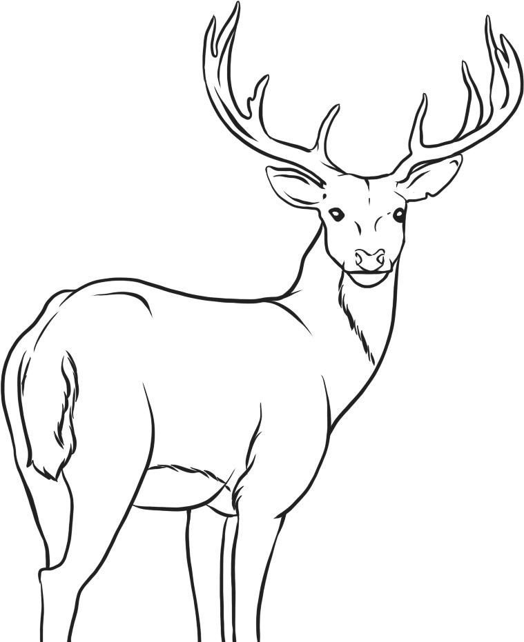 Free Deer Coloring Pages Coloring Home