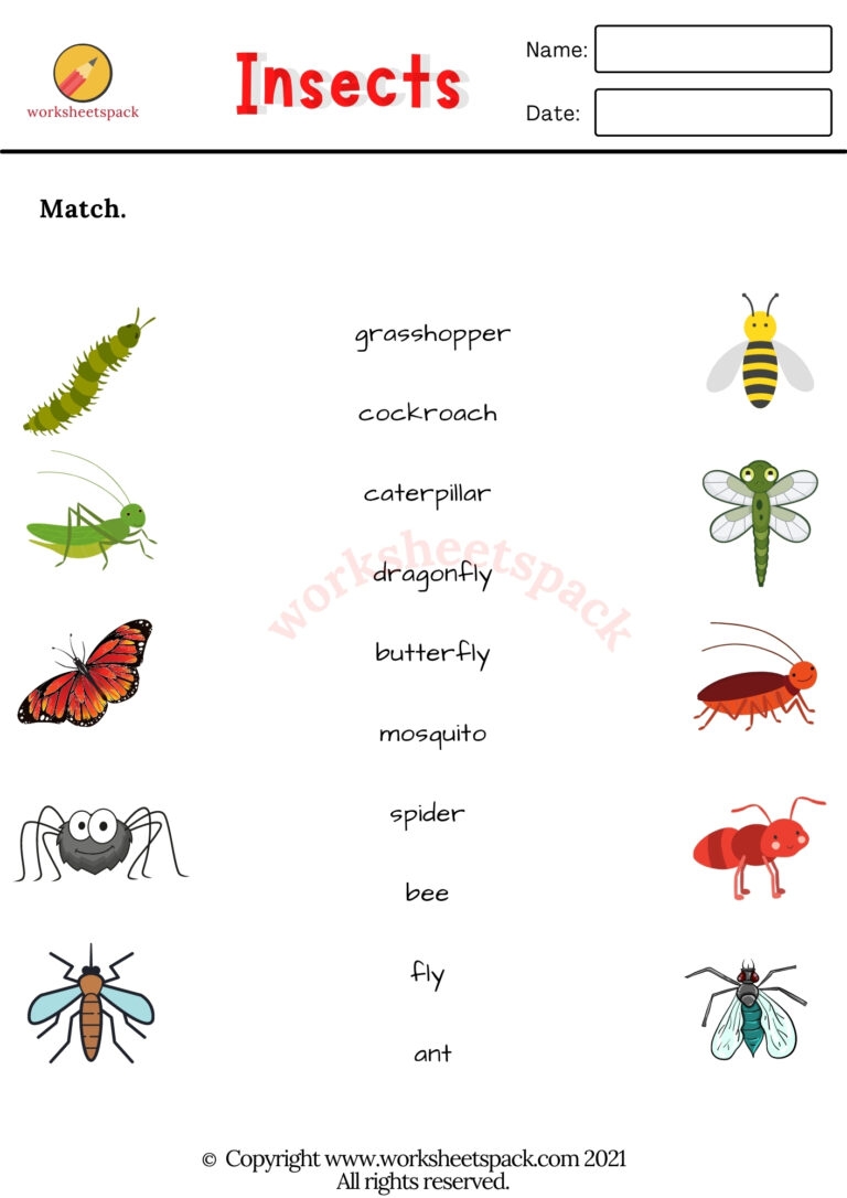 Free Insects Worksheets Worksheetspack