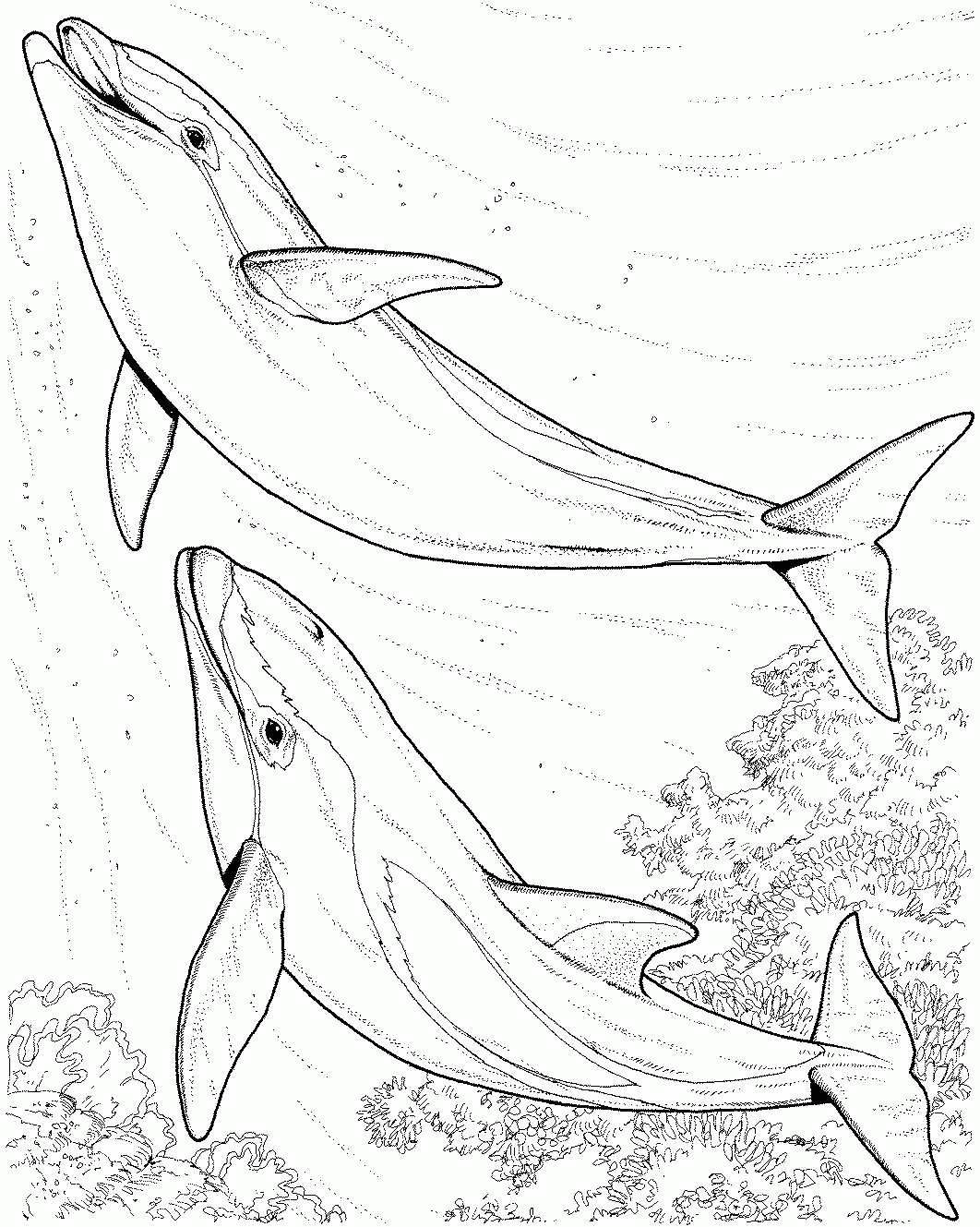 dolphin coloring pages free printable