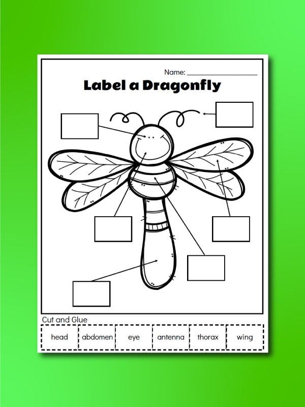 insect worksheets for preschool