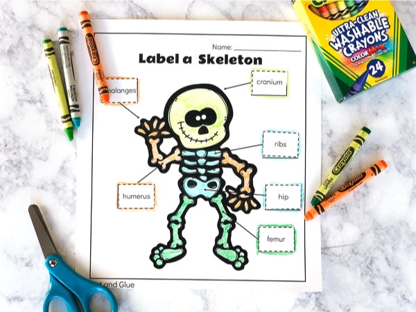 Free Printable Label A Skeleton Worksheet For Kids Worksheets Library