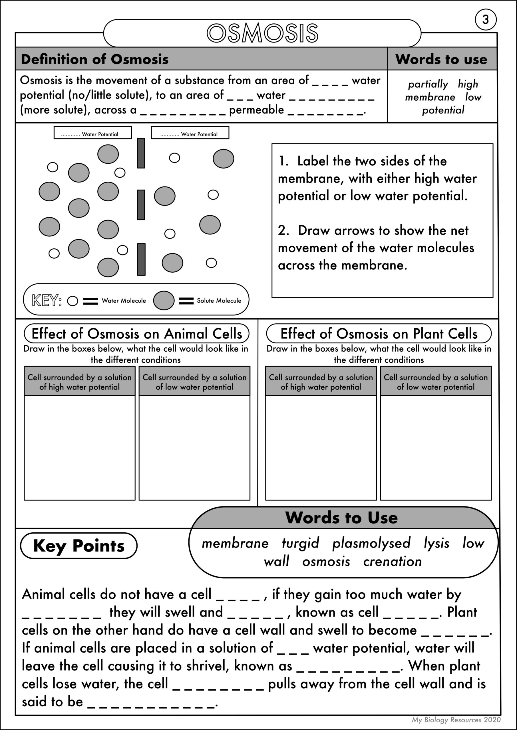 GCSE Biology Diffusion Osmosis And Active Transport Worksheet 
