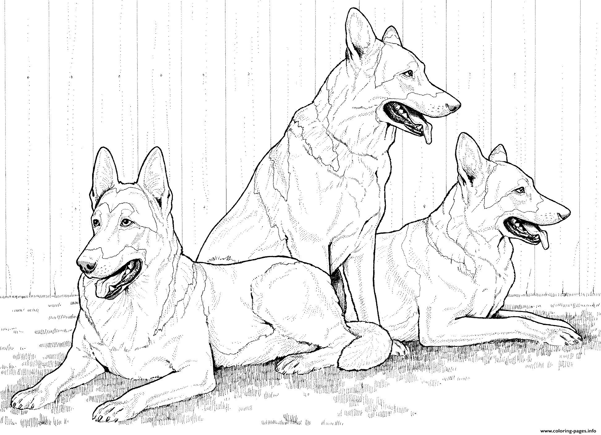 German Shepherddog Coloring Page Printable