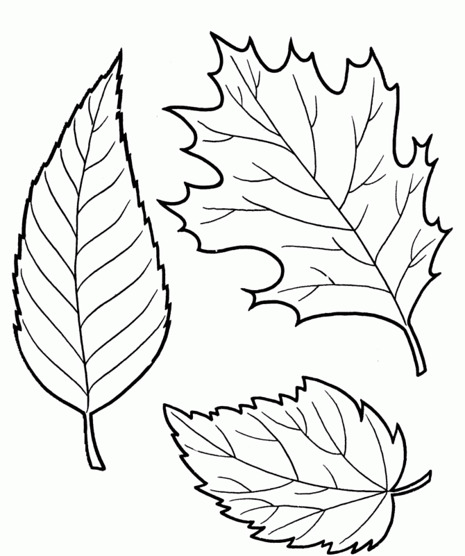 Gumamela Tree Colouring Pages Coloring Home