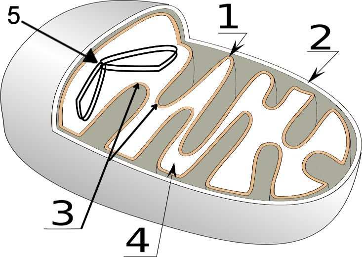 How Does The Mitochondria Produce Energy For The Cell Worksheet 