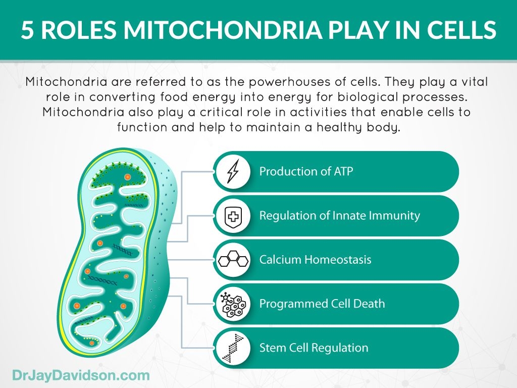 How Does The Mitochondria Produce Energy For The Cell Worksheet