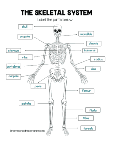 label a skeleton worksheet