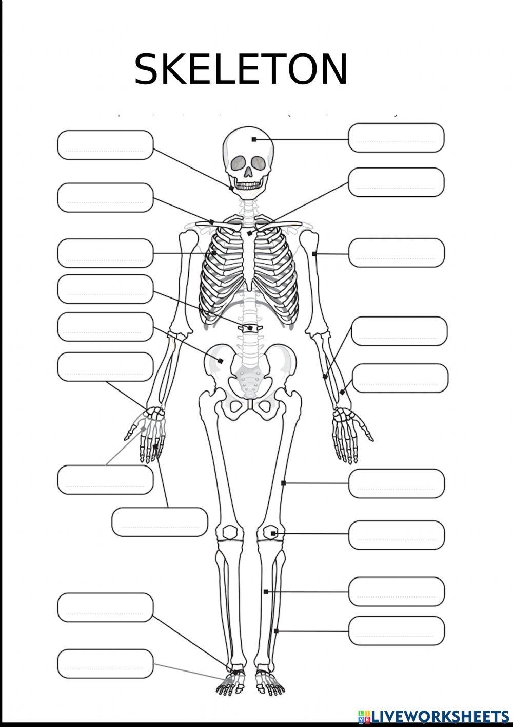 skeleton worksheet label