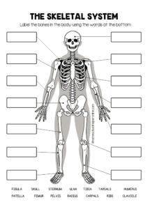 Human Anatomy Skeleton Labeling Worksheets In 3 Levels Worksheets 