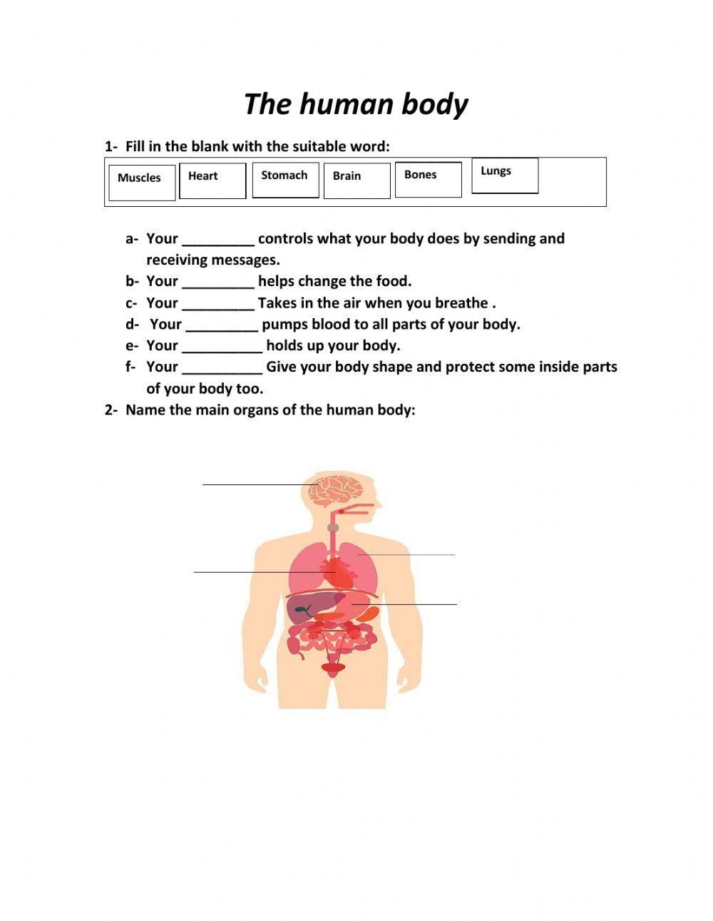 human body coloring worksheets