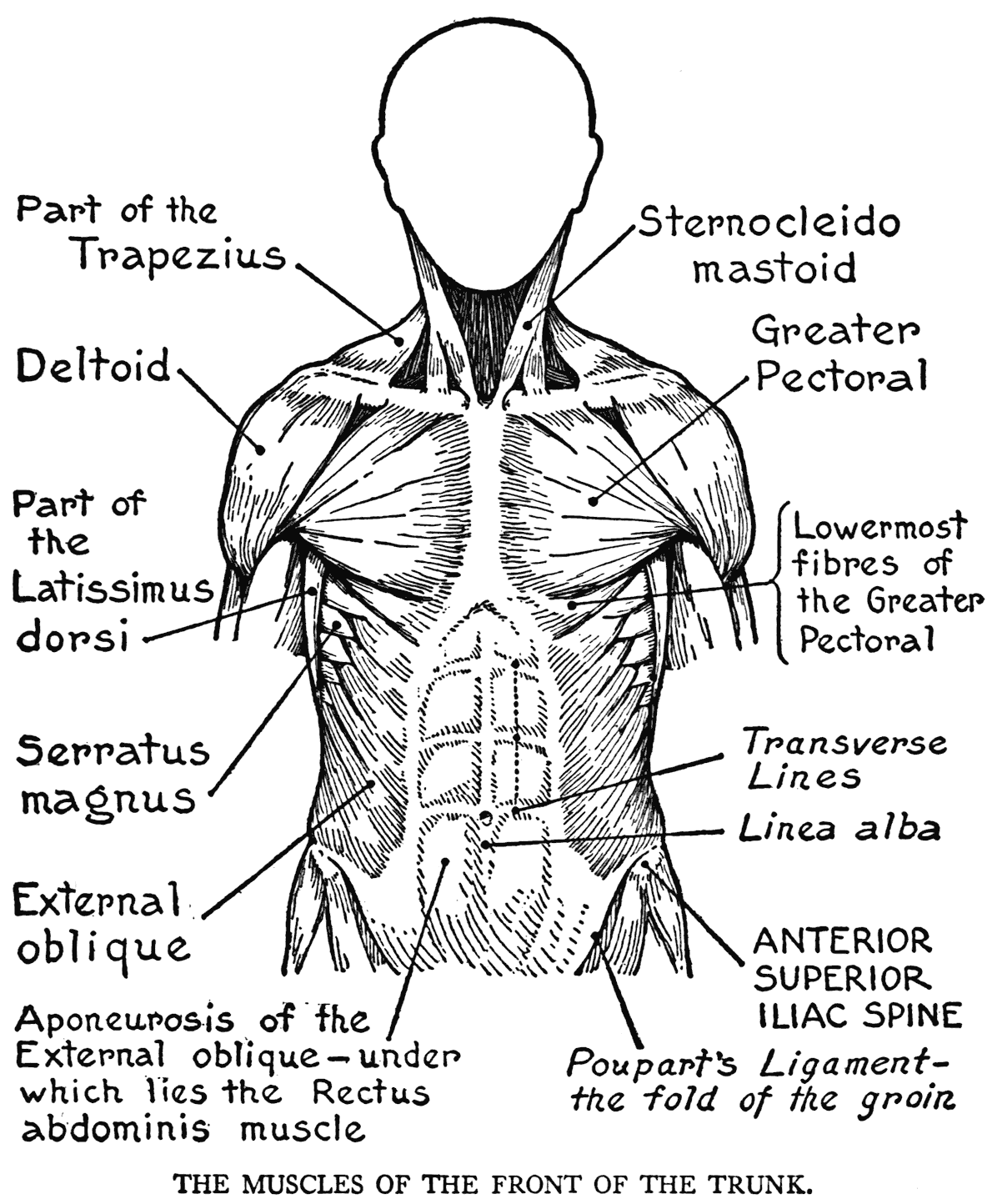 Human Body Systems Coloring Pages Coloring Home