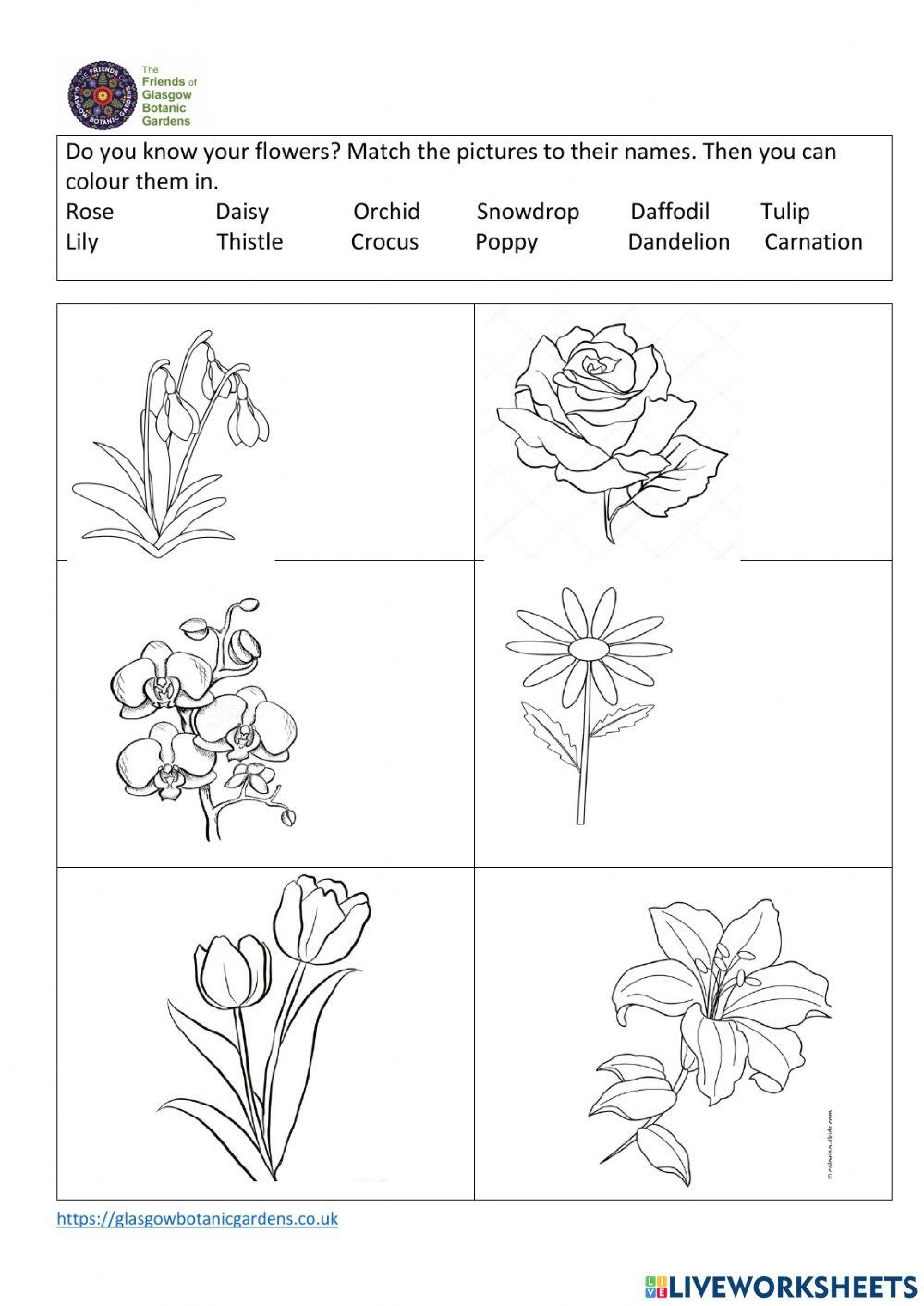 flower worksheet