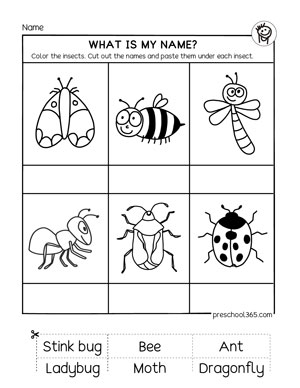 Insect Or Not Worksheet Free Printable PDF For Kids Worksheets Library