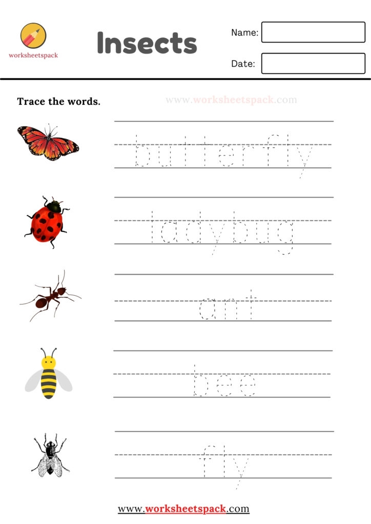 insects worksheets